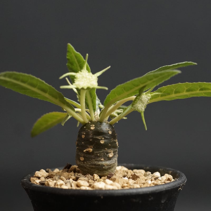 Dorstenia lancifolia