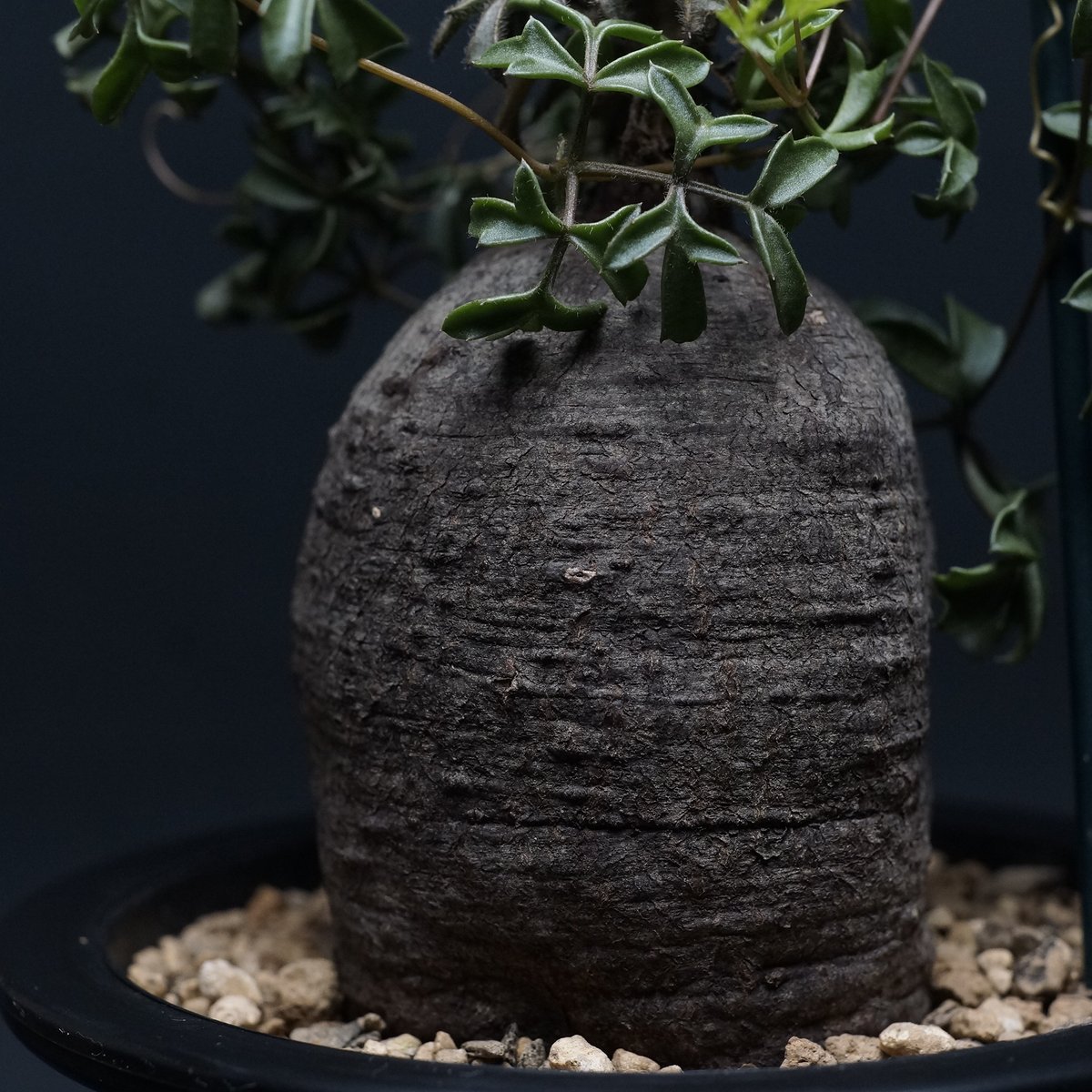 cyphostemma montagnacii cyphostemma montagnacii