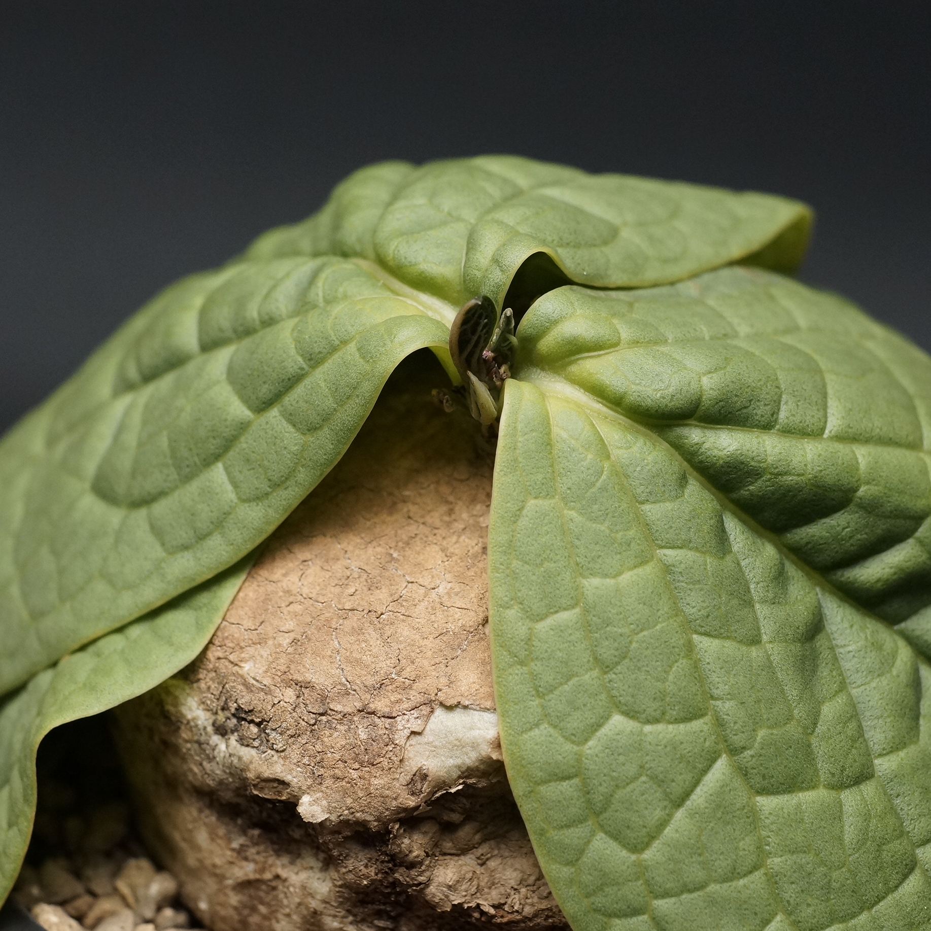 Adenia ovata