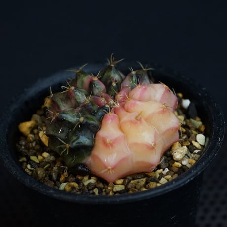 ギムノカリキウム friedrichii LB2178 hyb 緋牡丹錦 1箱 T