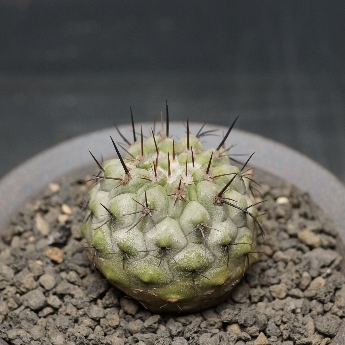 Copiapoa cinerea