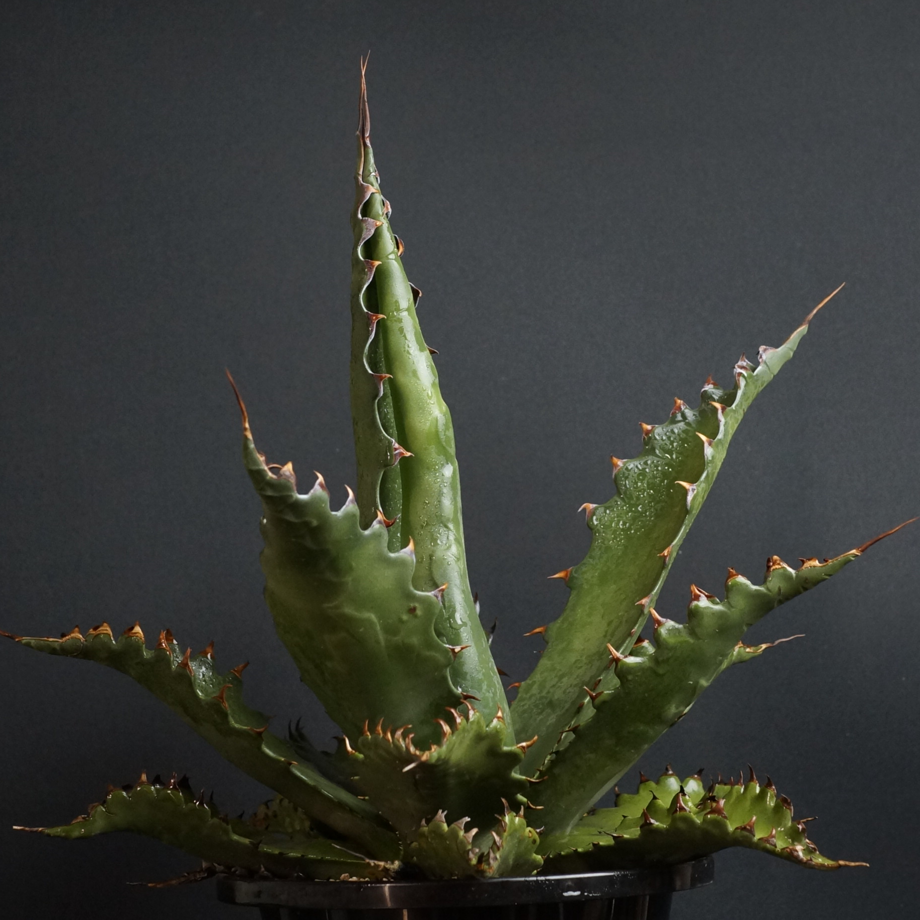 Agave gentryi 'Jaws'
