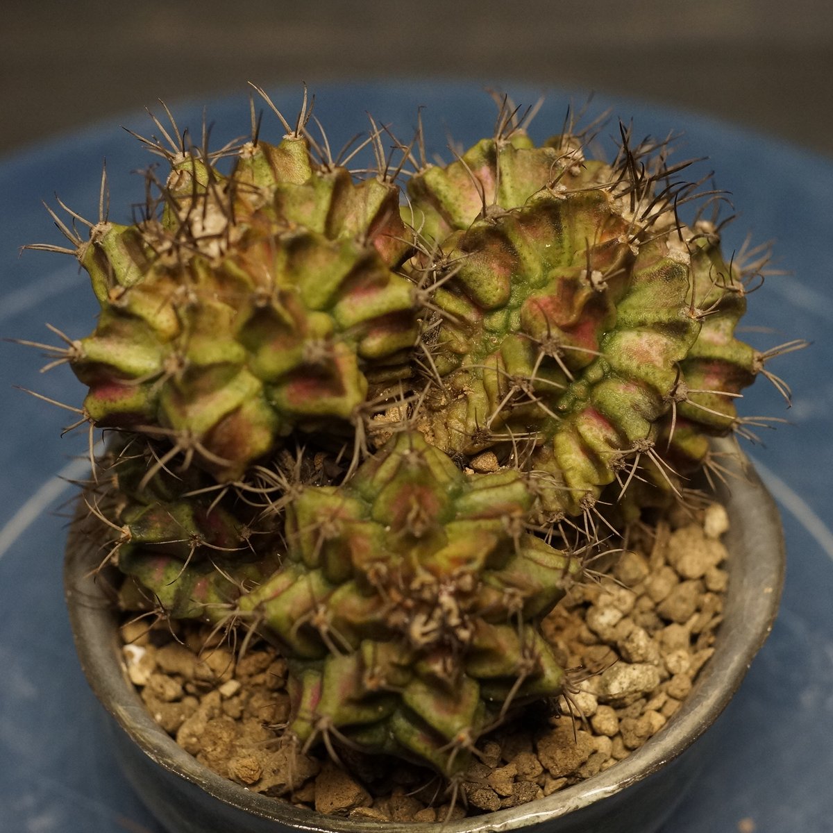 Gymnocalycium