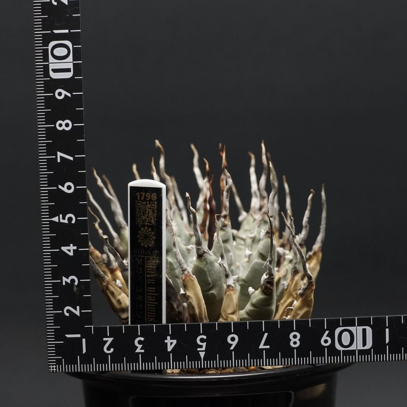 Agave utahensis var. eborispina