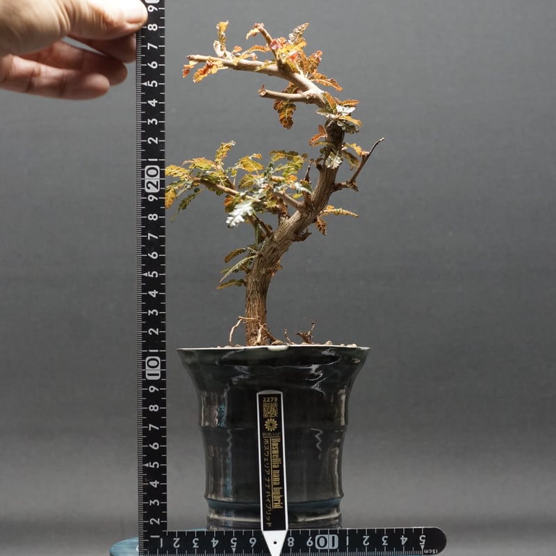 Boswellia nana hybrid