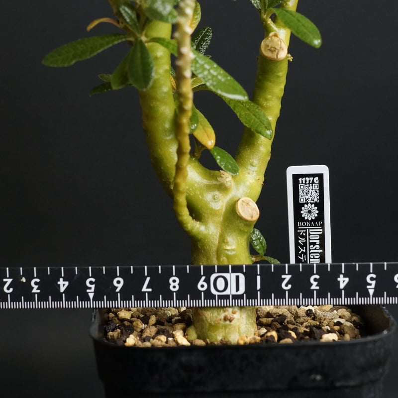 Dorstenia gigas