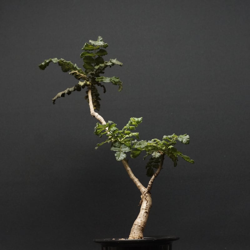 Boswellia sacra Boswellia sacra