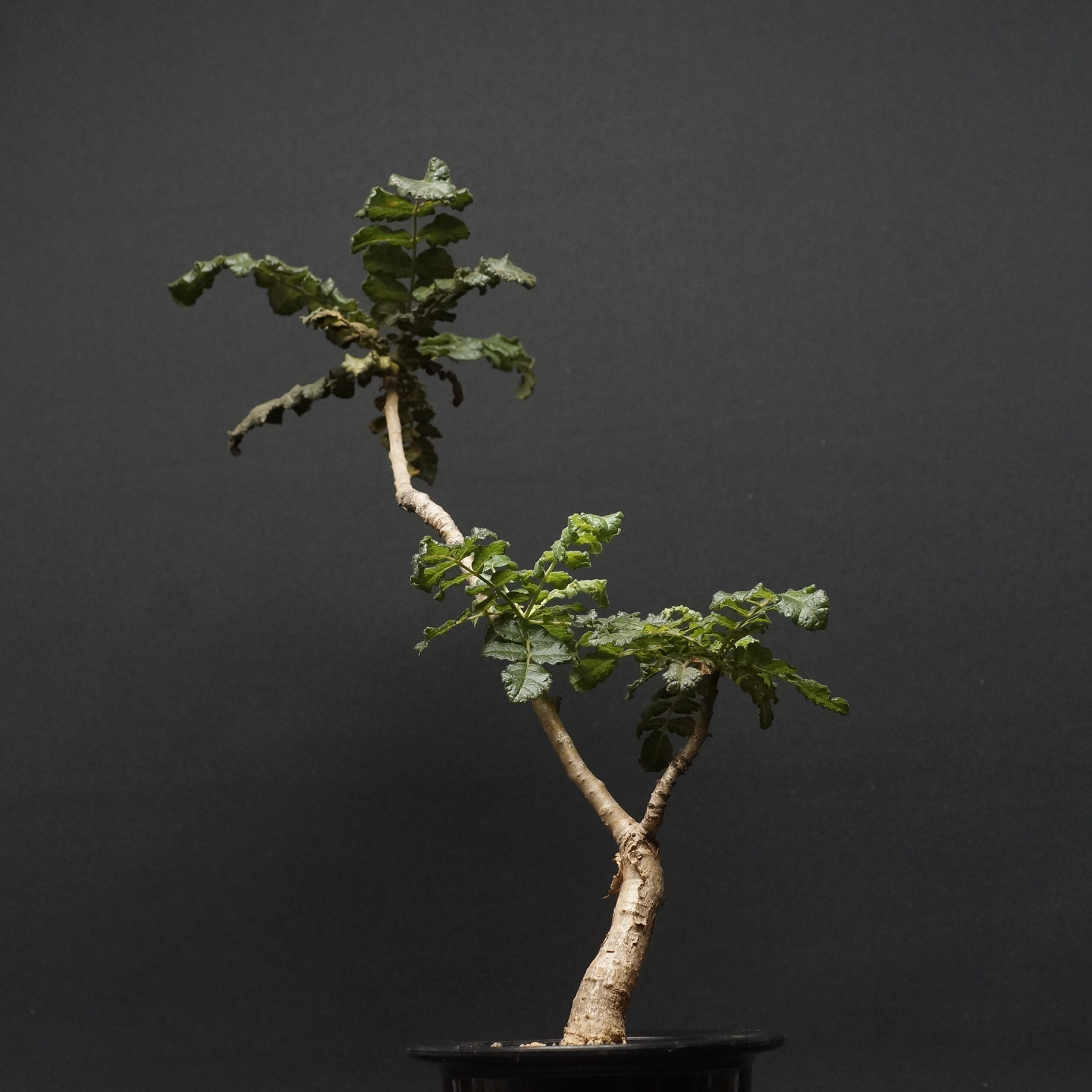 Boswellia sacra