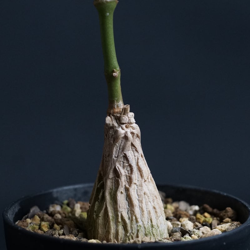 珍奇植物*龜甲蘿藦マテレア✨ マテレアシクロフィラ (A55) 発根 珍奇植物*龜甲蘿藦マテレア✨ マテレアシクロフィラ (A55) 発根