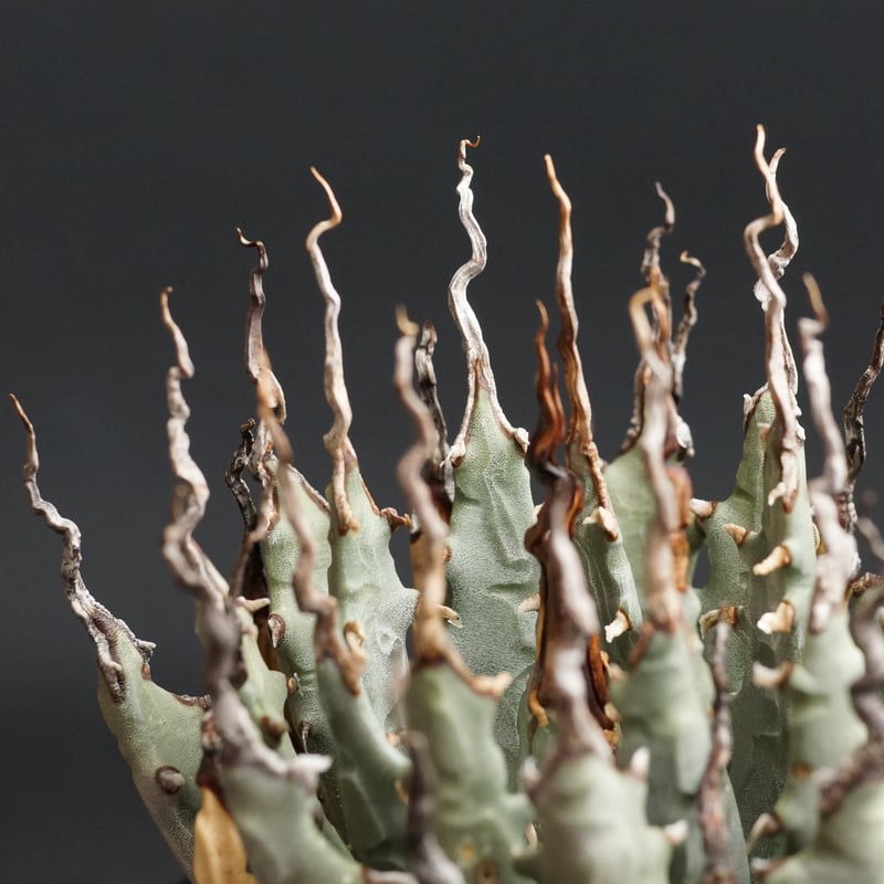 Agave utahensis var. eborispina