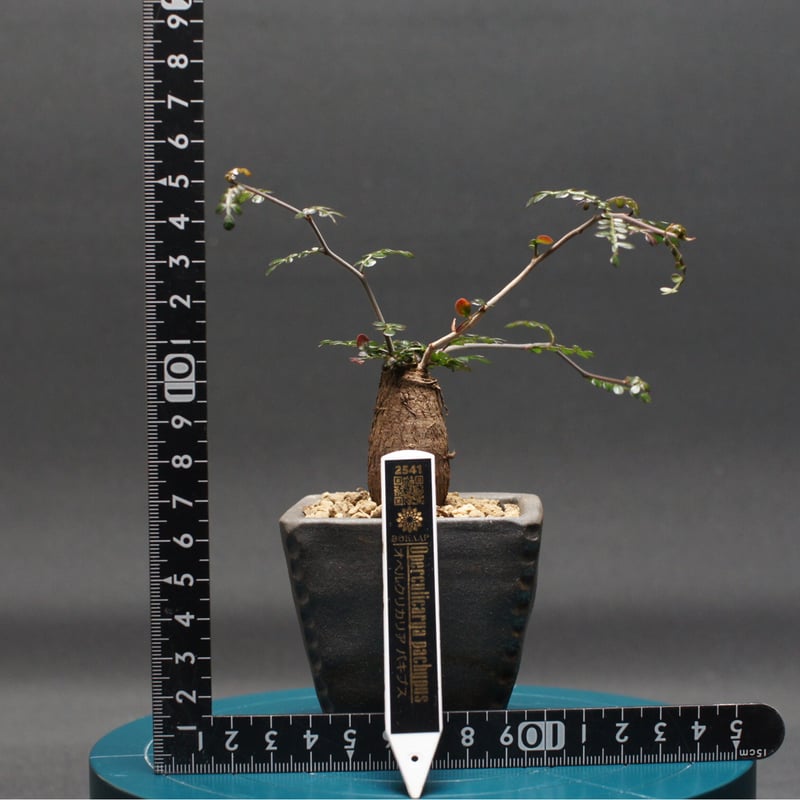 オペルクリカリア パキプス Operculicarya　Pachypus オペルクリカリア パキプス 