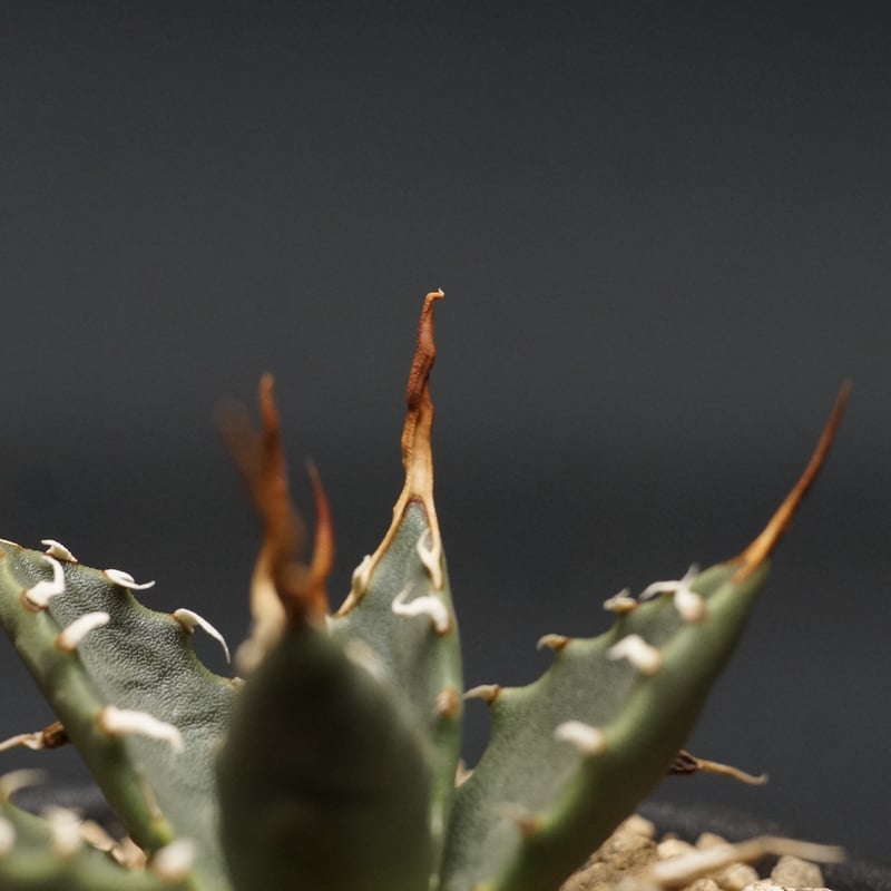 Agave utahensis var. eborispina