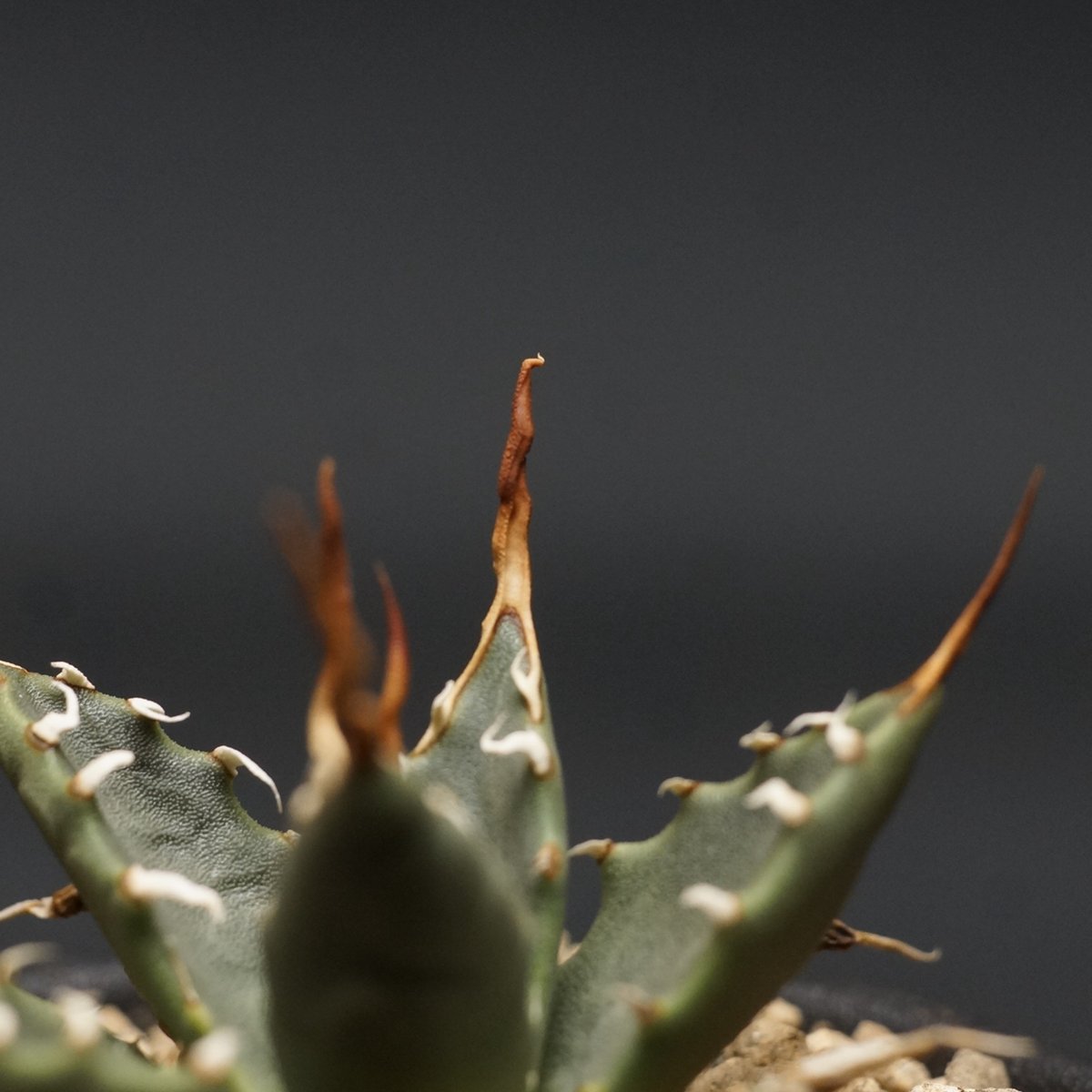 Agave utahensis var. eborispina