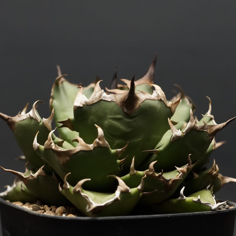 agave titanota