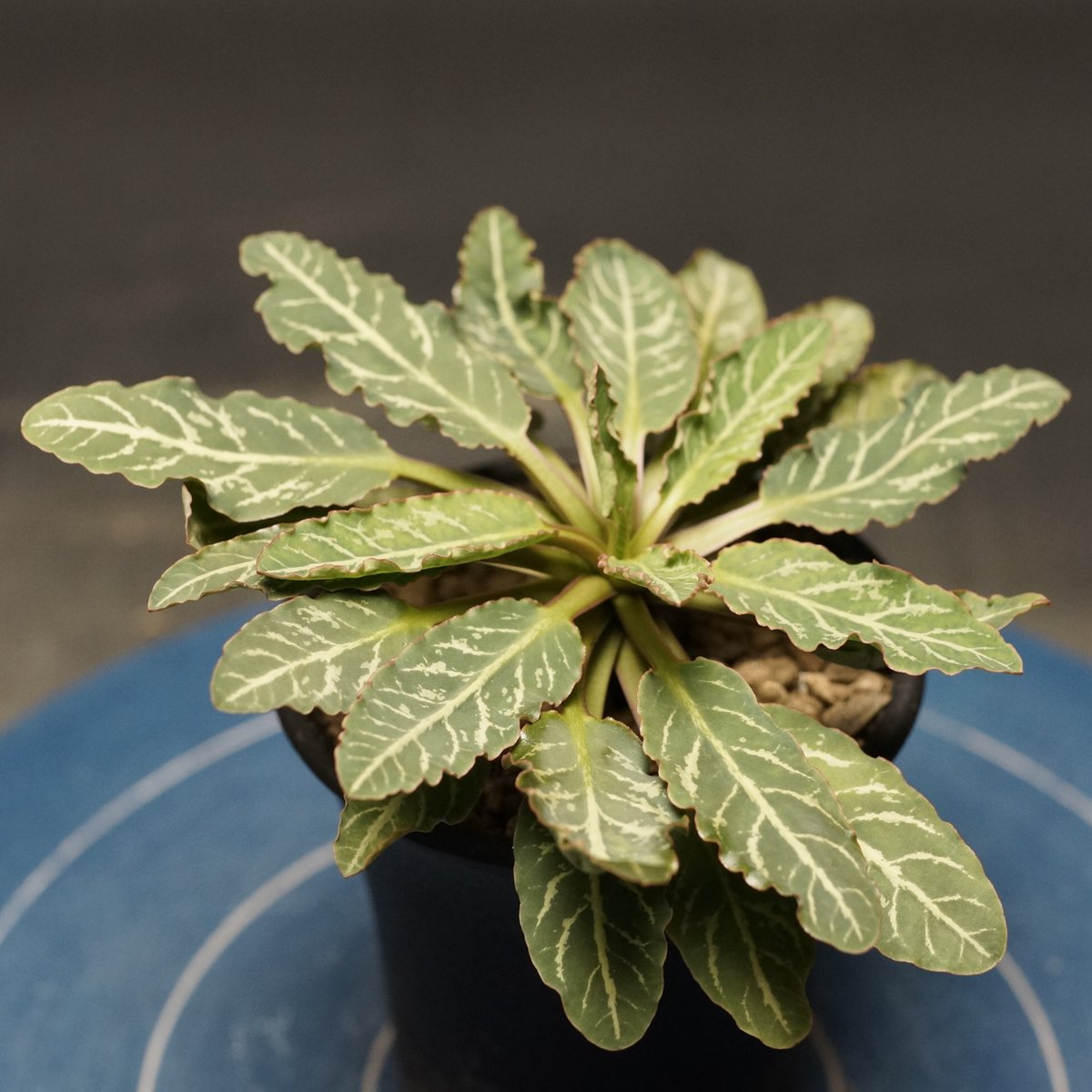 塊根植物 ユーフォルビア フィッシュスケール フィッシュボーン Euphorbia fish bone