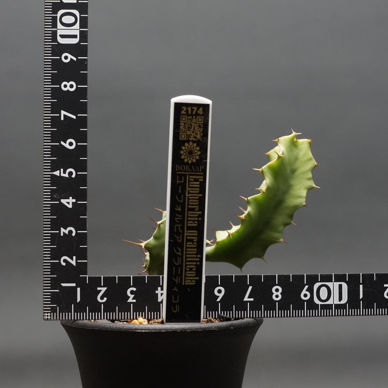 Euphorbia graniticola
