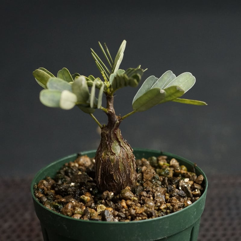 センナメリディオナリス センナ メリディオナリス【520】 | PROTOLEAF プロトリーフ