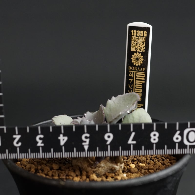 Othonna herrei×armiana