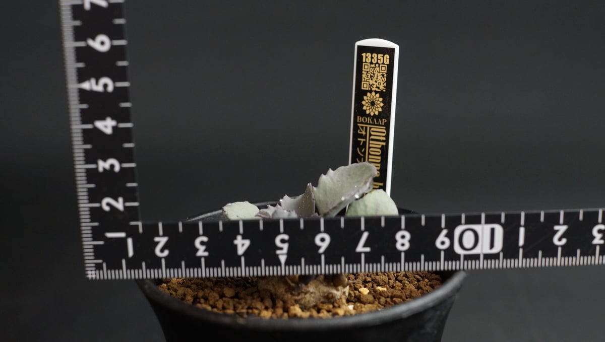 Othonna herrei×armiana