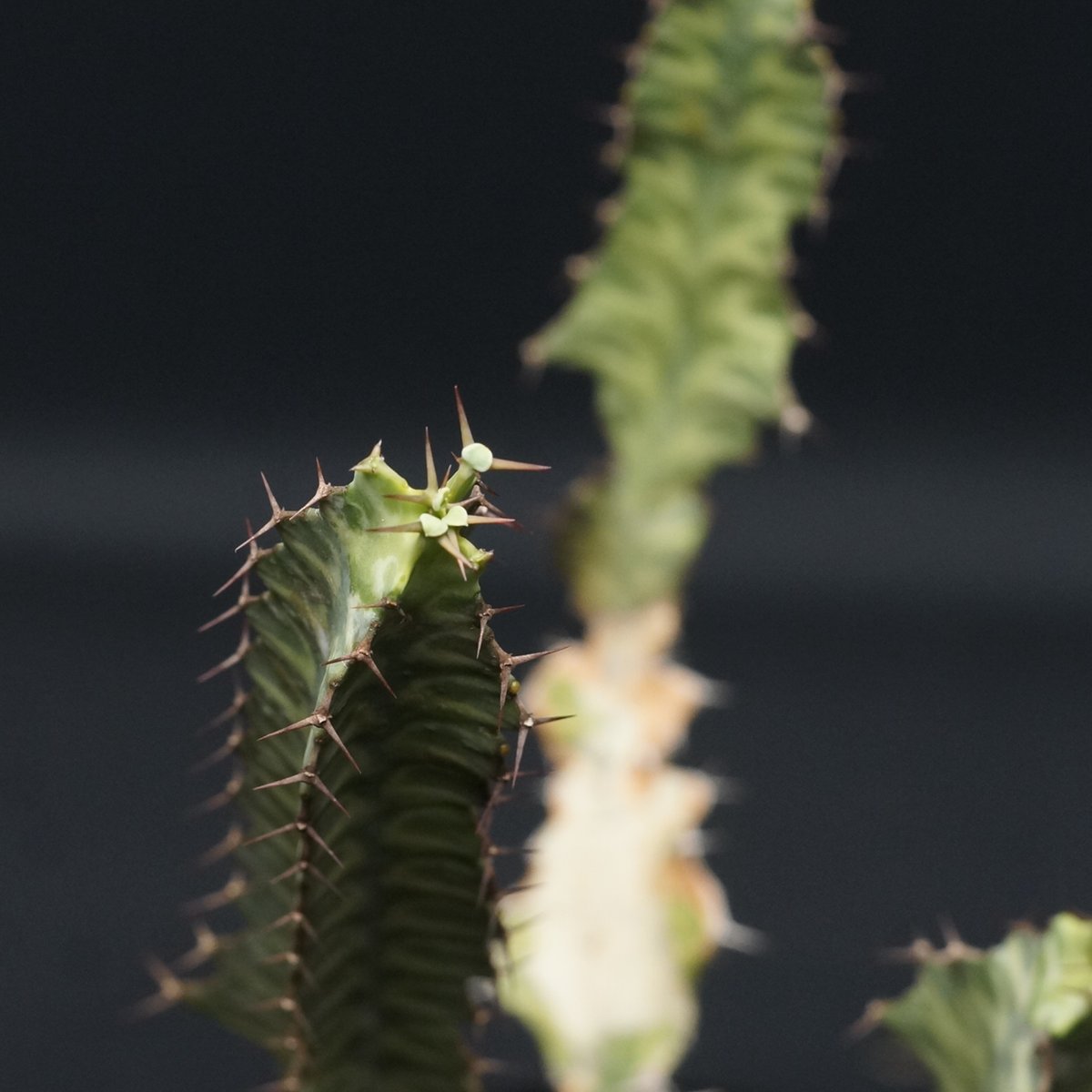 Euphorbia pseudocactus