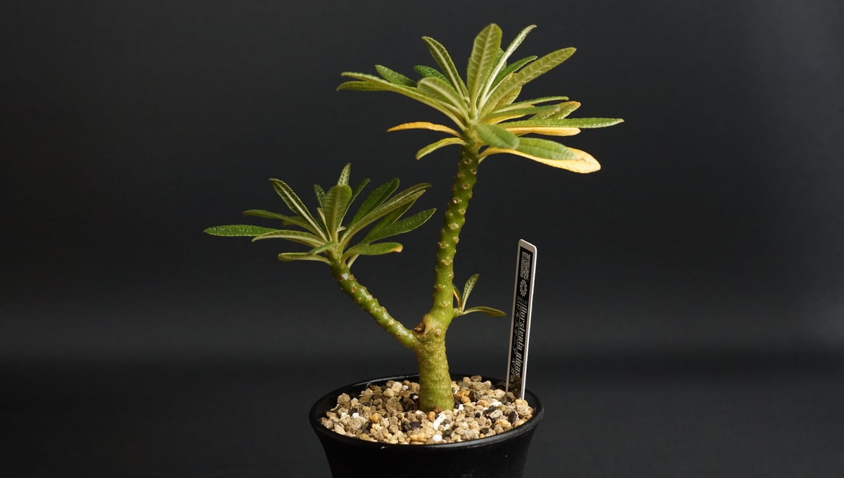 Dorstenia gigas