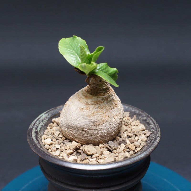 【現地球／管理良好】ユーフォルビア　プリムリフォリアODDROOTS管理株 現地球／管理良好】ユーフォルビア プリムリフォリアODDROOTS管理株