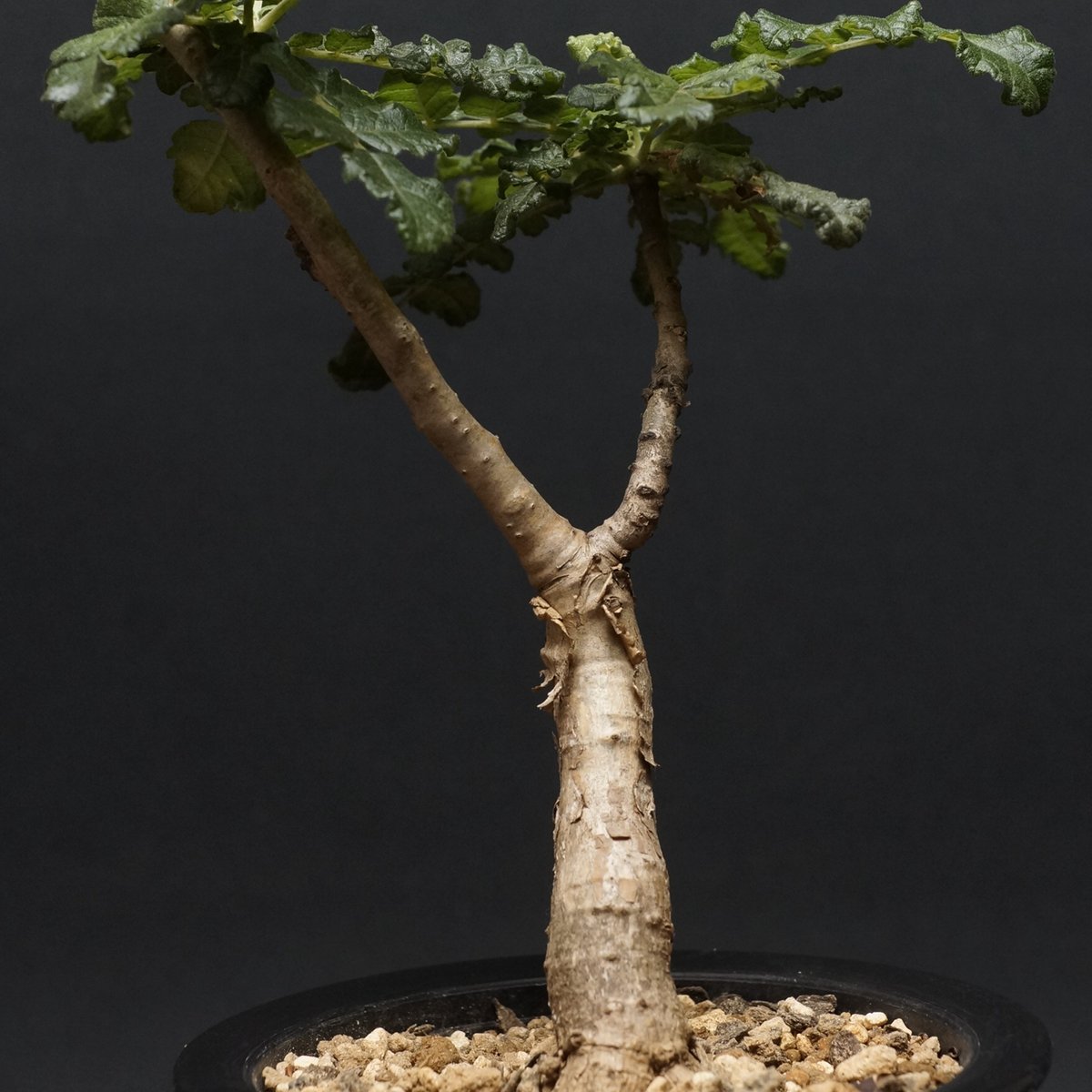 ボスウェリア　サクラ ボスウェリア サクラ (実生苗)「 Boswellia Sacra」4/12-279 | SH