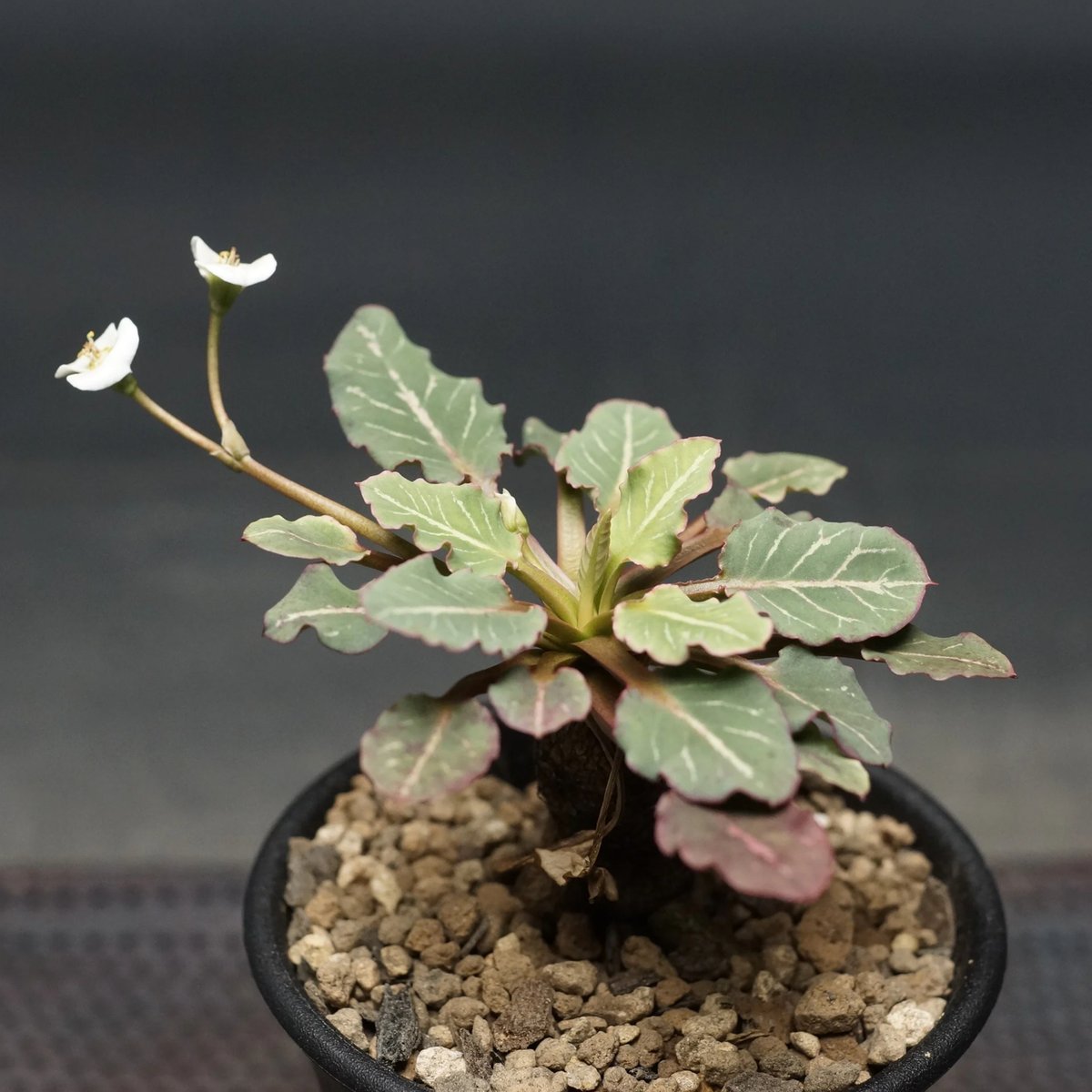 Euphorbia fish bone
