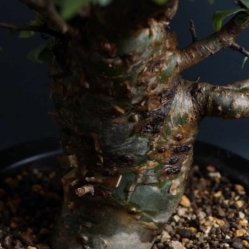 Commiphora incisa コミフォラ インシサ 灌木 コーデックス
