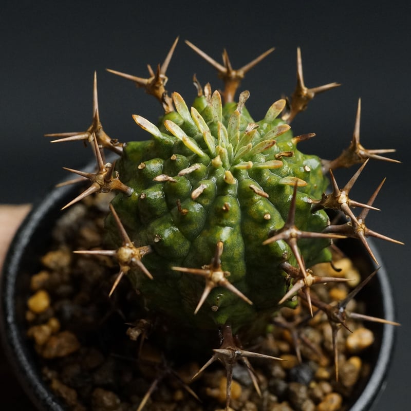 ユーフォルビア・ステリスピナ　群星冠2株セット2.5号鉢最終値下げ❗️ ザ・ファームセレクト]ユーフォルビア：ステリスピナ（群星冠