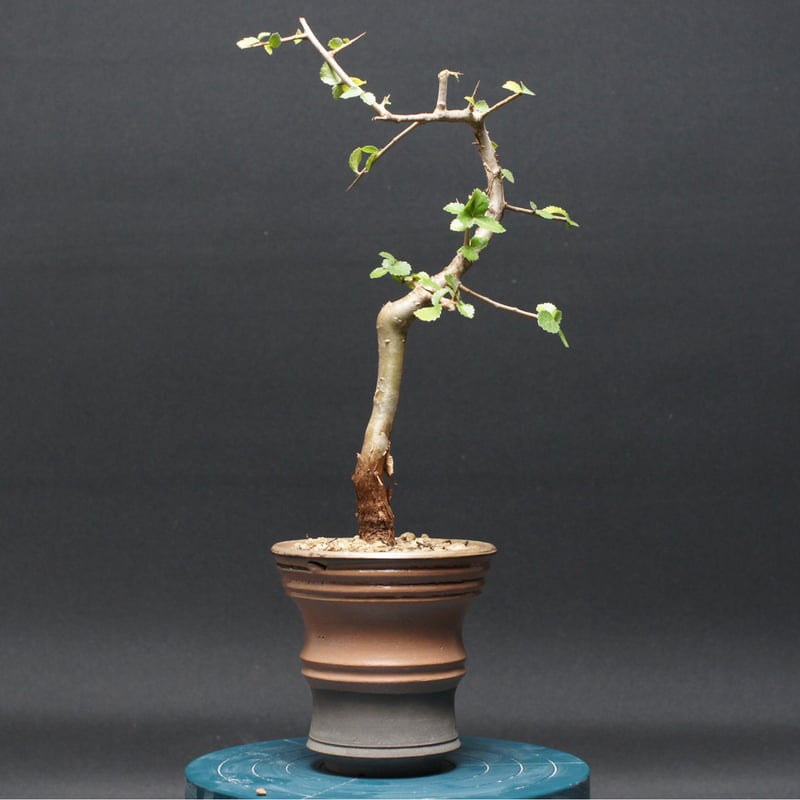 コミフォラ ワイティ 