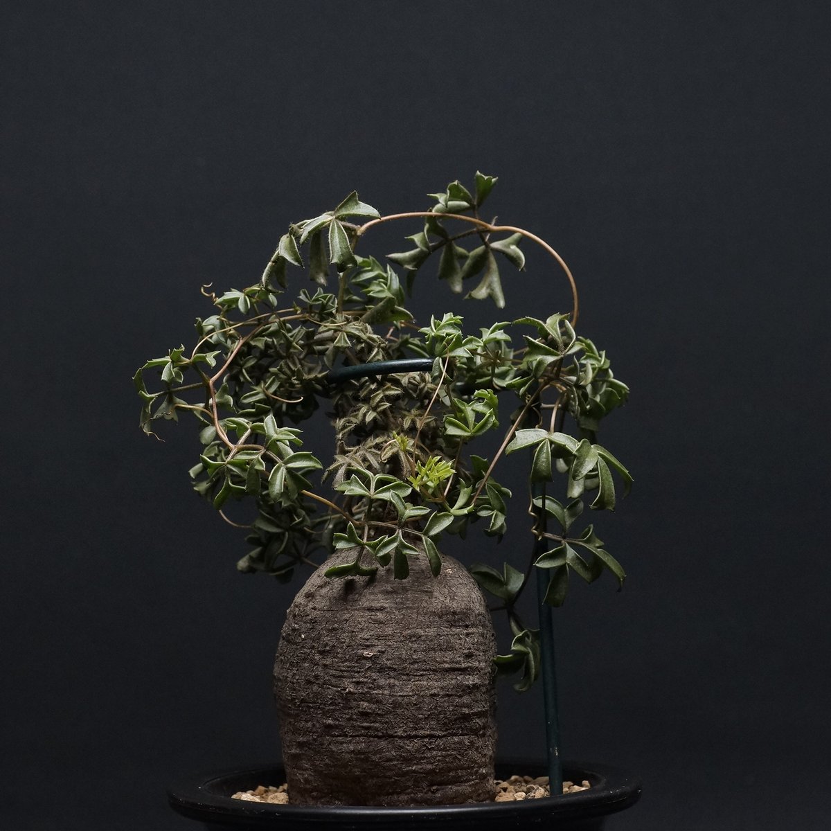 キフォステンマ　モンタグナッキー　現地球　発根済み　2年管理　パキポディウム キフォステンマ モンタグナッキー 現地球 発根済み 2年管理