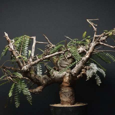 "Boswellia neglecta" ボスウェリア ネグレクタ 管理2213