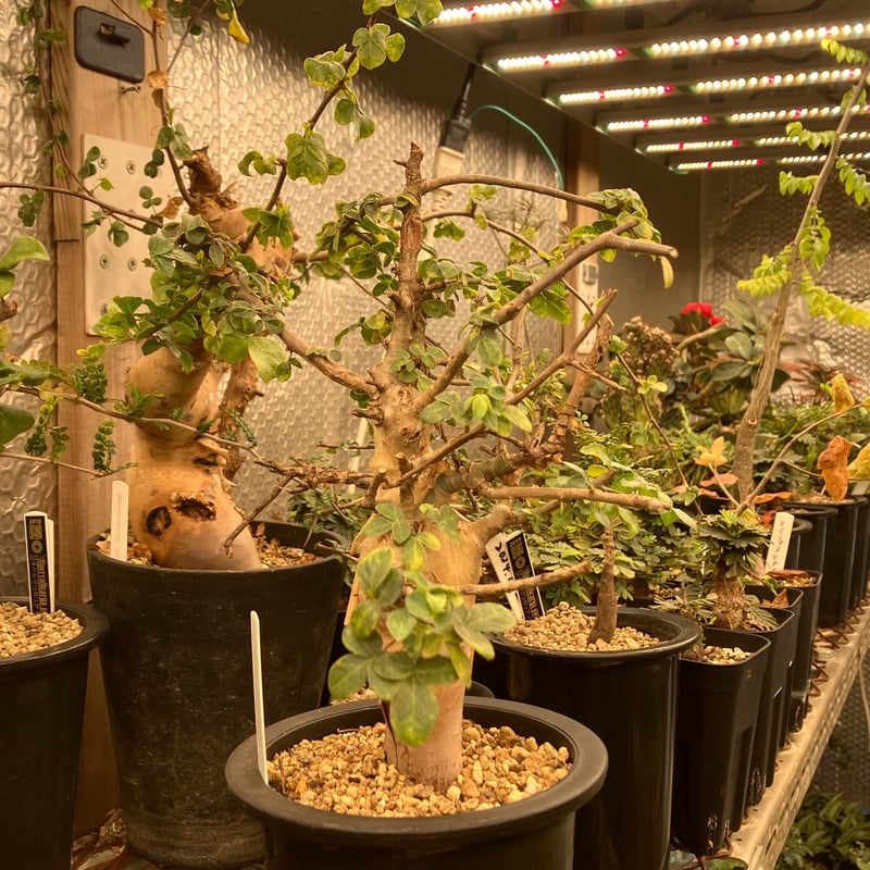 Commiphora kataf var. turkanensis