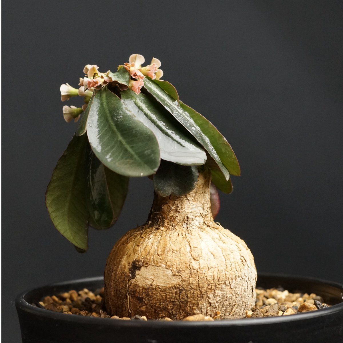 ムチムチ現地球発根済ユーフォルビア スパポダ ようやく、 3株目にし