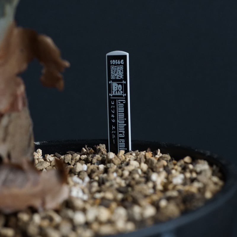 Commiphora eminii