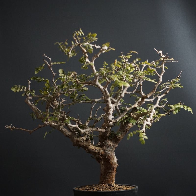 コミフォラ・モンストローサ コミフォラモンストローサ | STORES