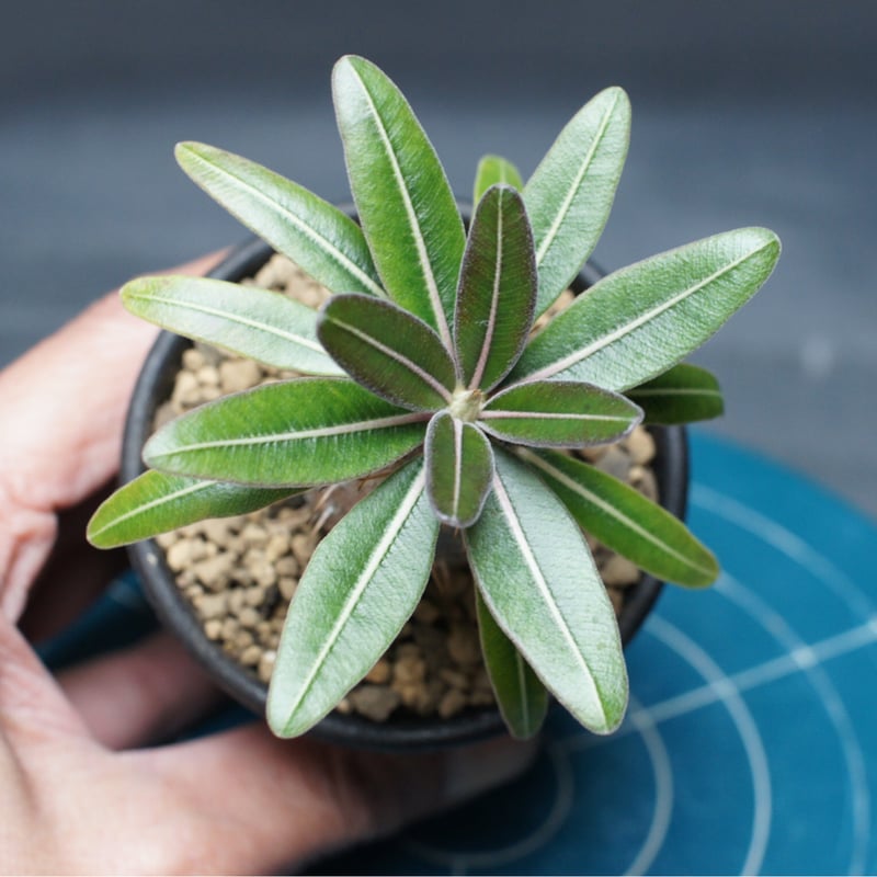 パキポディウム グラキリス 