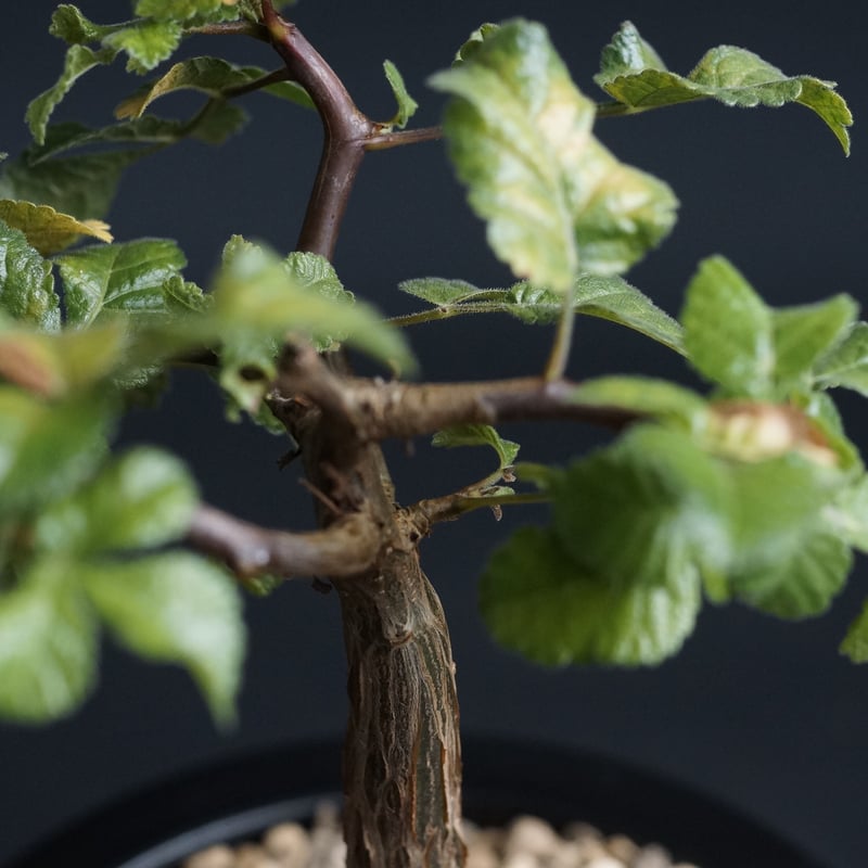 Bursera hindsiana