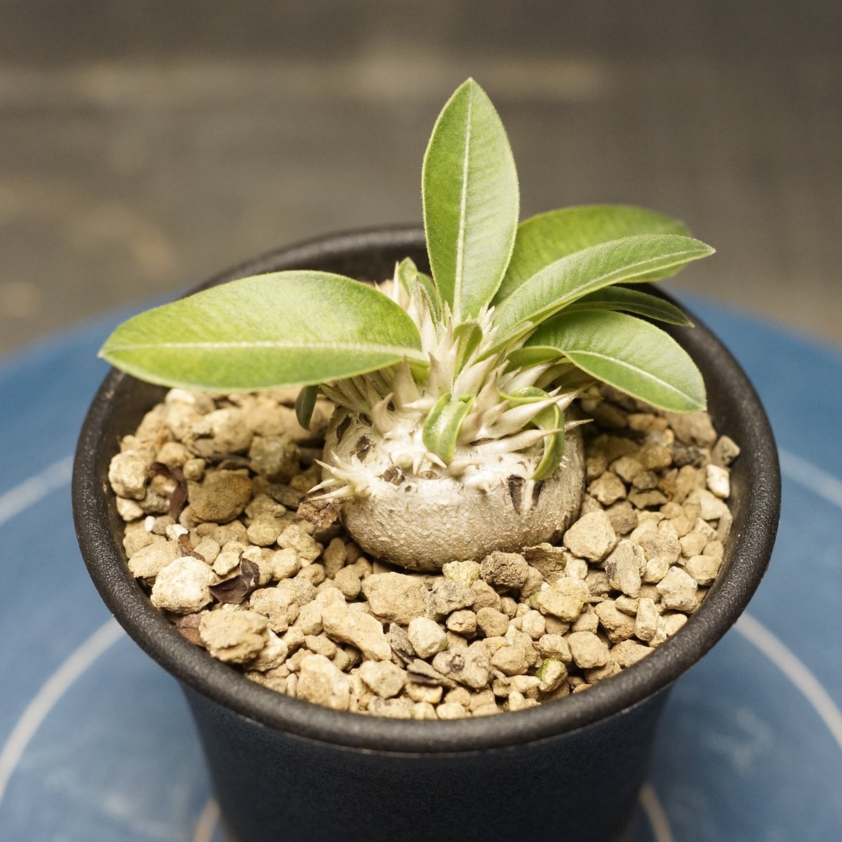 Pachypodium enigmaticum