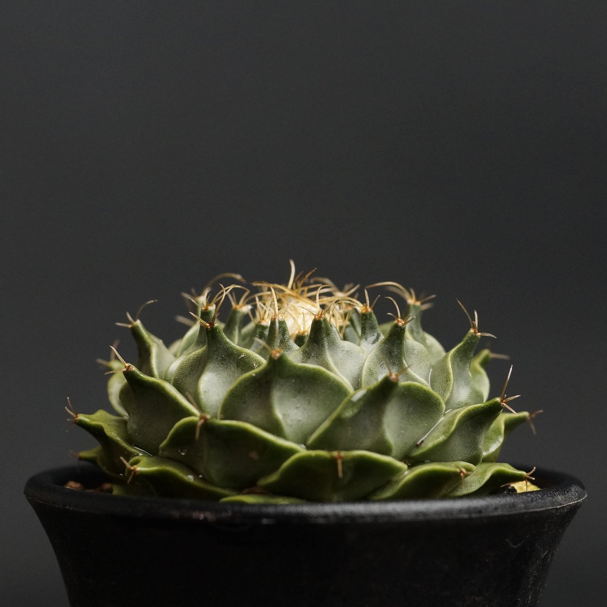 Obregonia denegrii