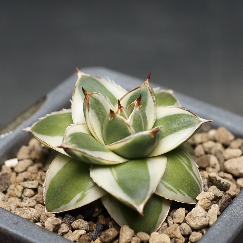 Agave filifera 'Pinky'