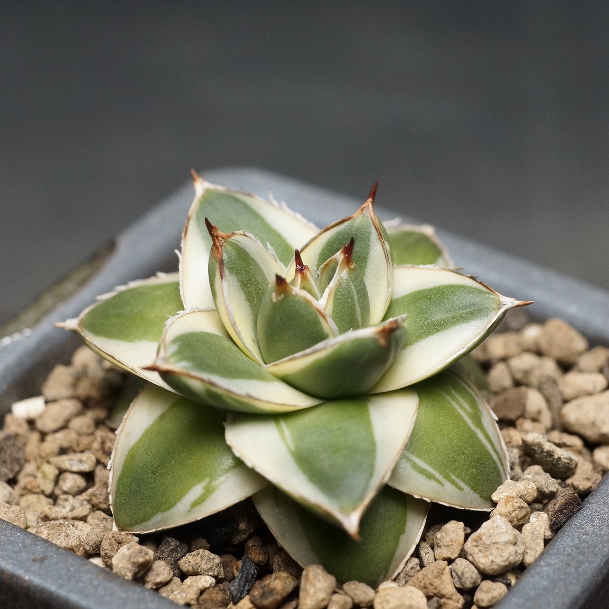 Agave filifera 'Pinky'