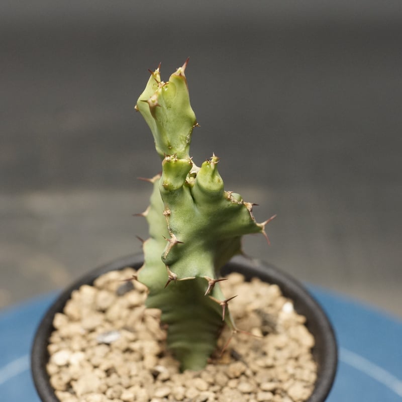 Euphorbia graniticola