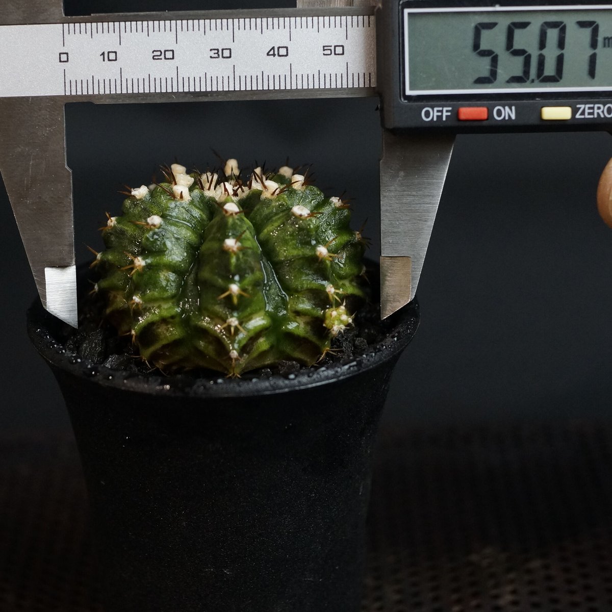 ギムノカリキウム　T-Rak Gymnocalycium