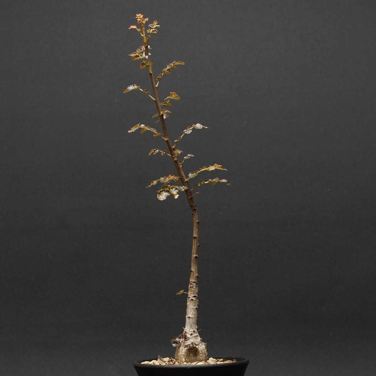 Boswellia dioscoridis