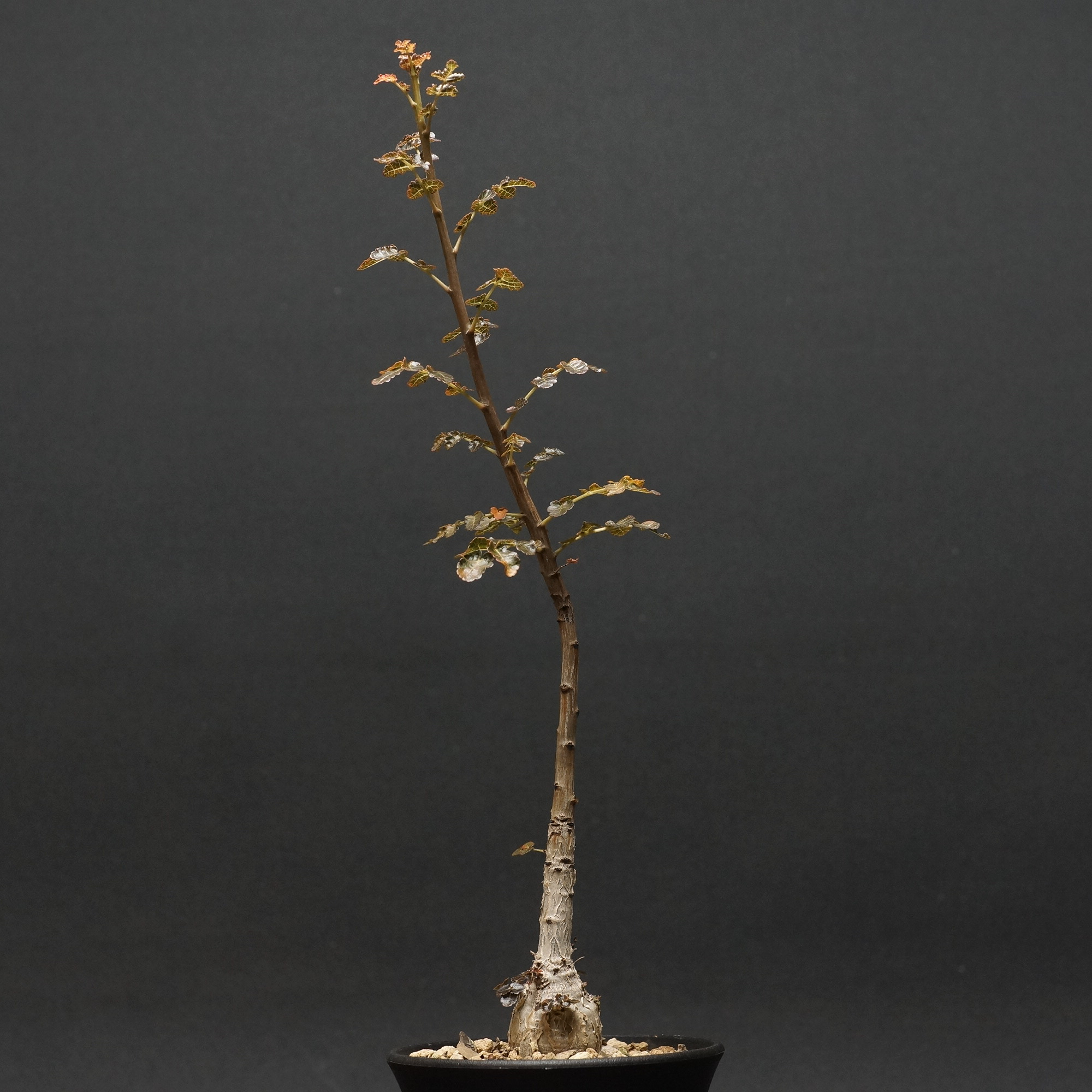 Boswellia dioscoridis
