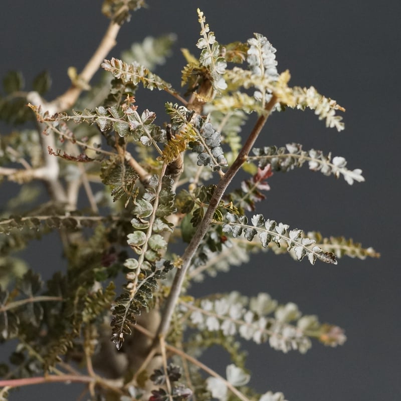 Boswellia hyb socotrana × nana