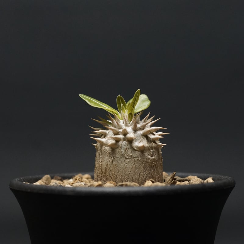 Pachypodium densiflorum