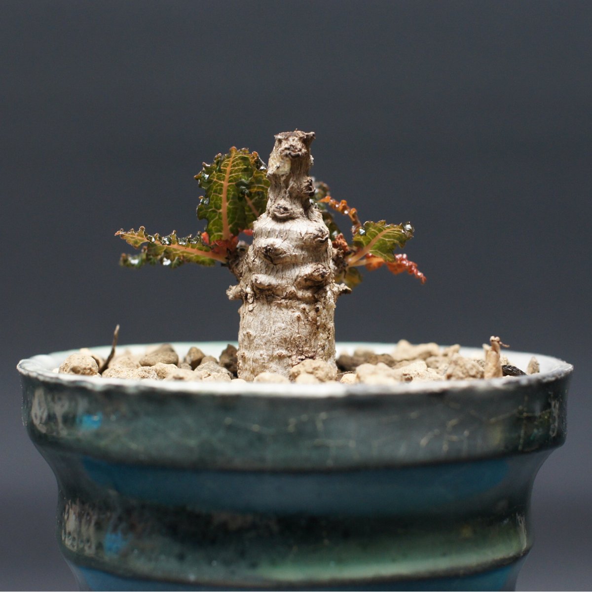 ボスウェリア ナナ 